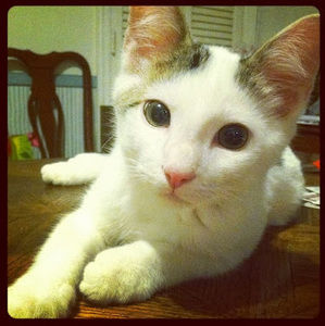 Meet your Posher, Sarah